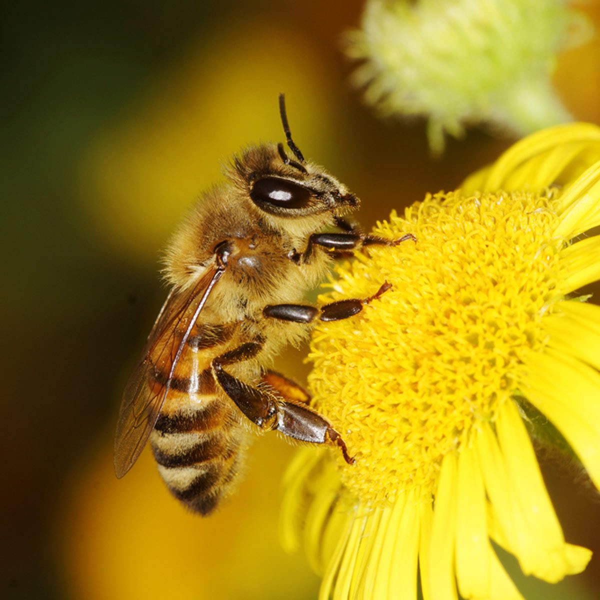 彩色自然蜜蜂正在花朵上采蜜动物植物自然背景图片下载 - 觅知网